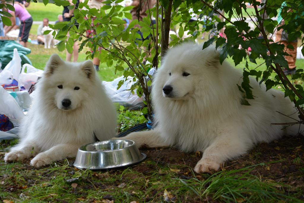 Отель Camp Dolce Трутнов Экстерьер фото